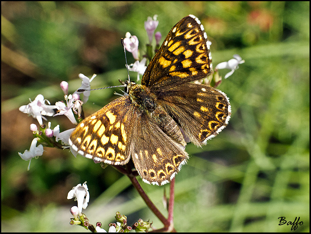 Da identificare - Hamearis lucina